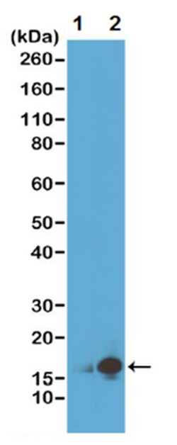 MilliporeSigma Rabbit anti-acetyl-Histone H3 (Lys9), Clone: RM161, 100&mu;g:Antibodies,